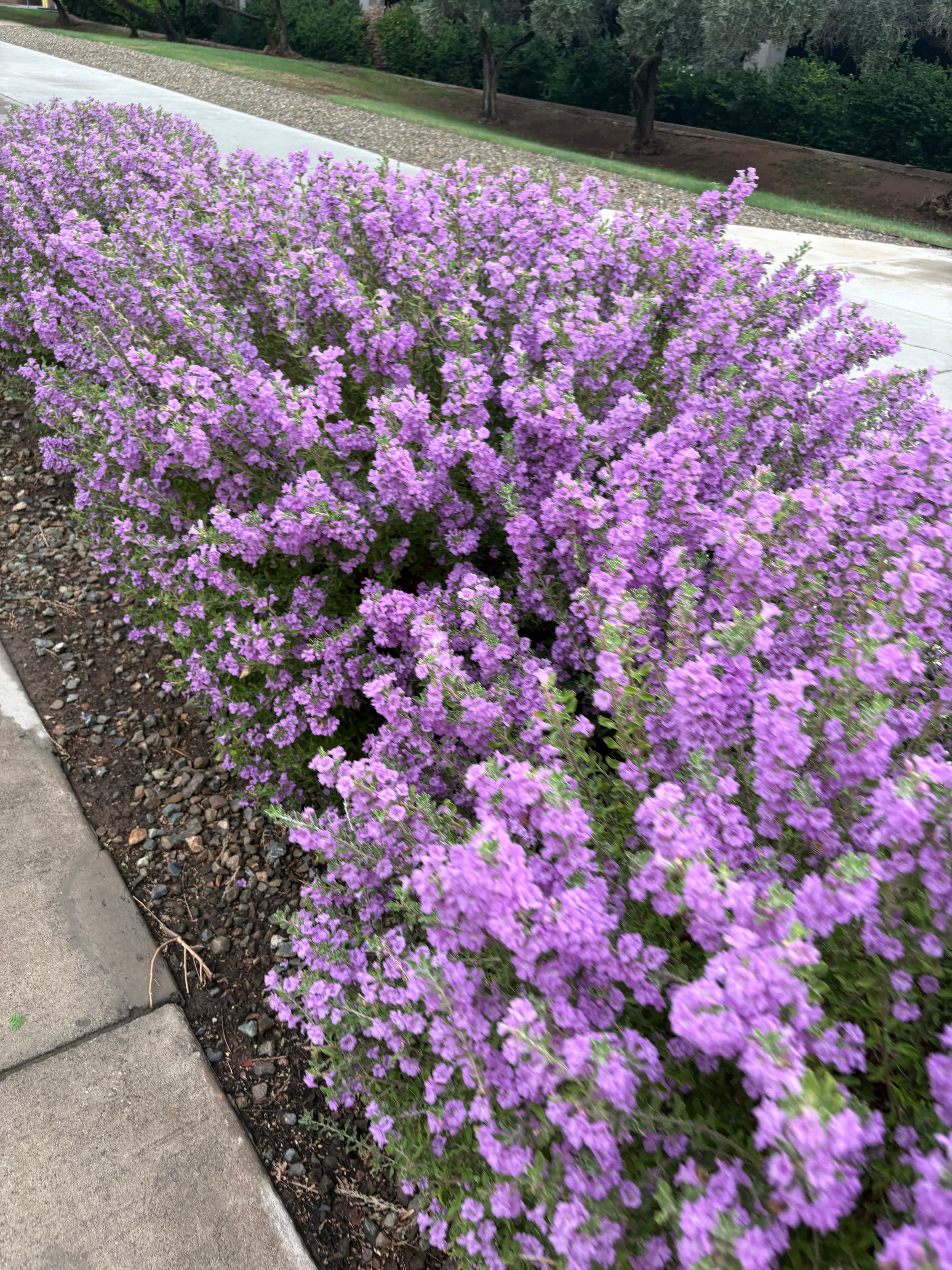 Lavender flowers in a garden