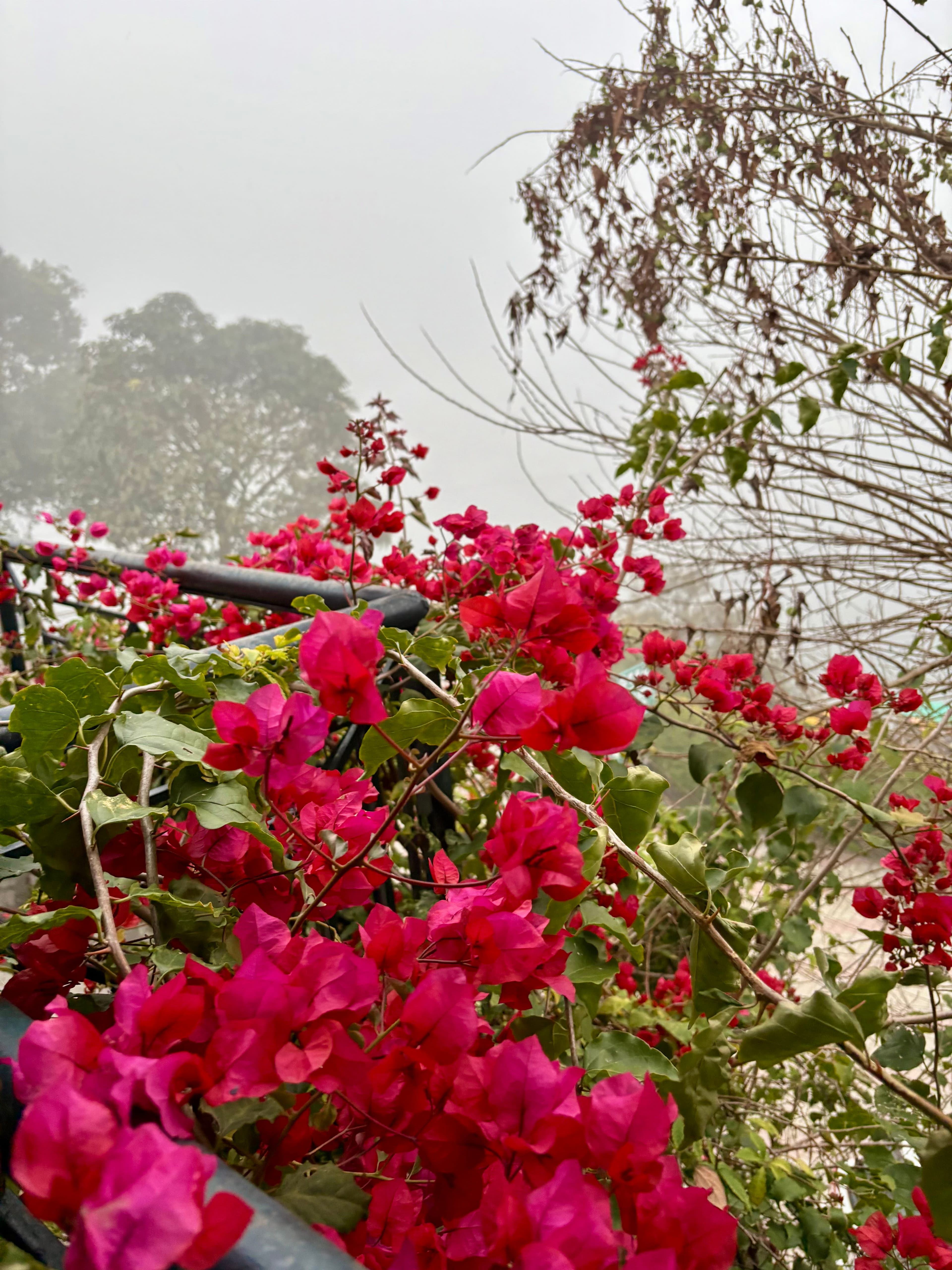 Red flowers with green stems