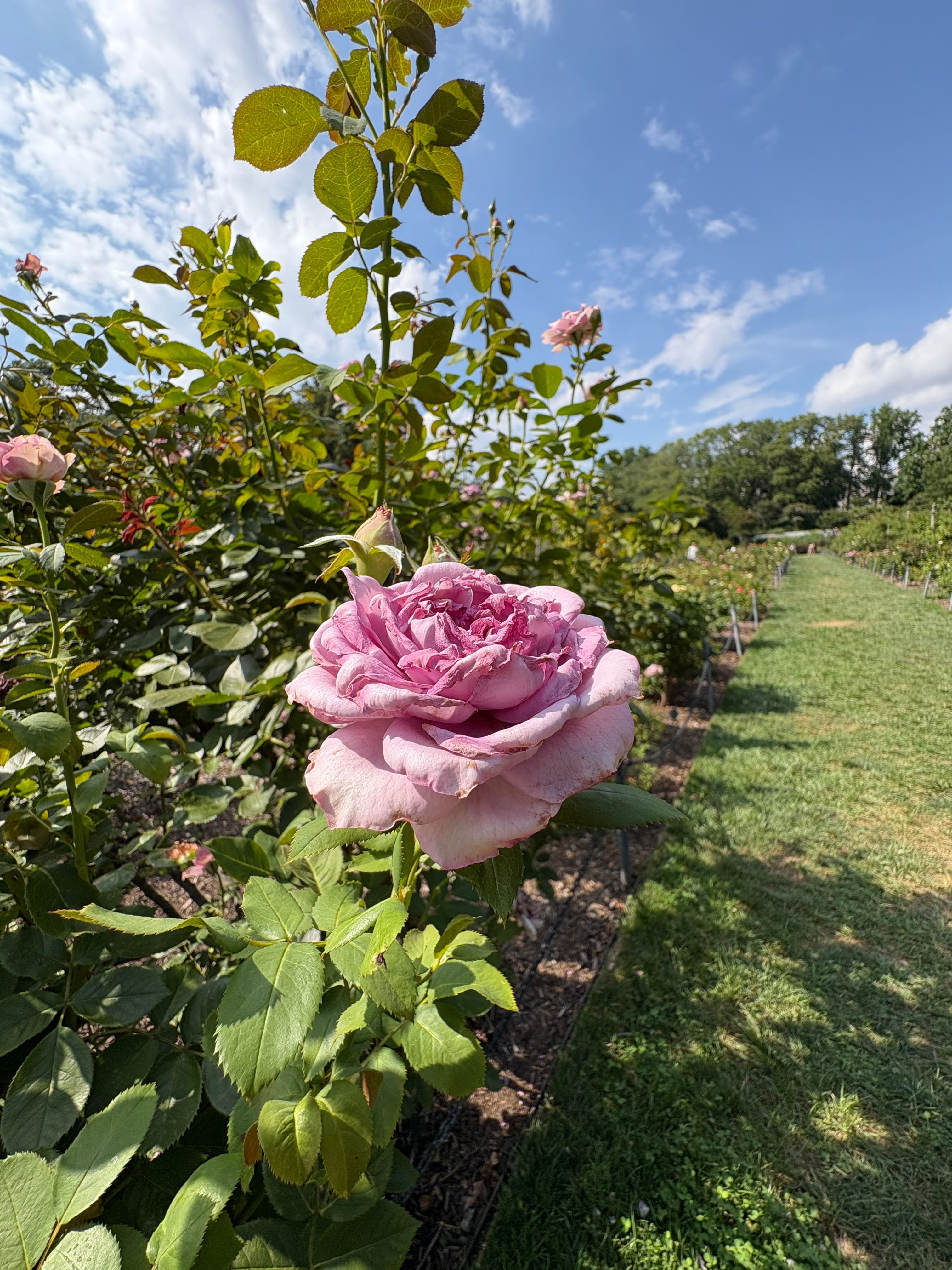 Purple flowers in bloom