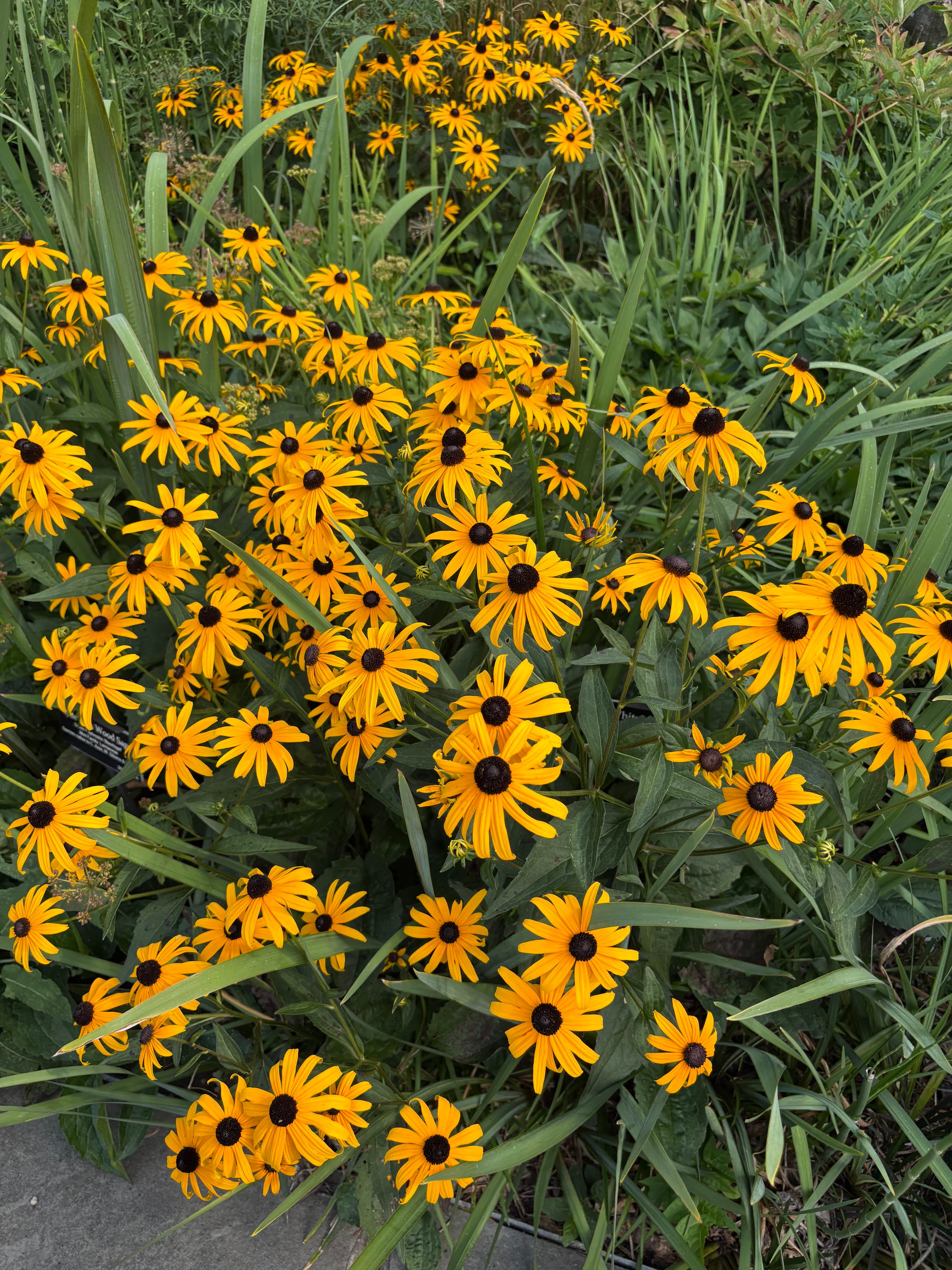 Green foliage and flowers
